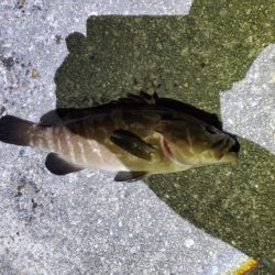 夏イカ狙い