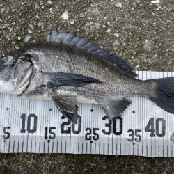 イチノ兄弟、釣果!