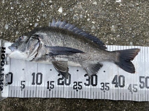 イチノ兄弟、釣果!