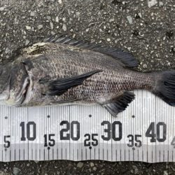 イチノ兄弟、釣果！