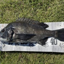 イチノ兄弟、釣果！