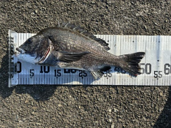 イチノ兄弟、釣果！