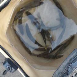 石田川でアユイングからの友釣り