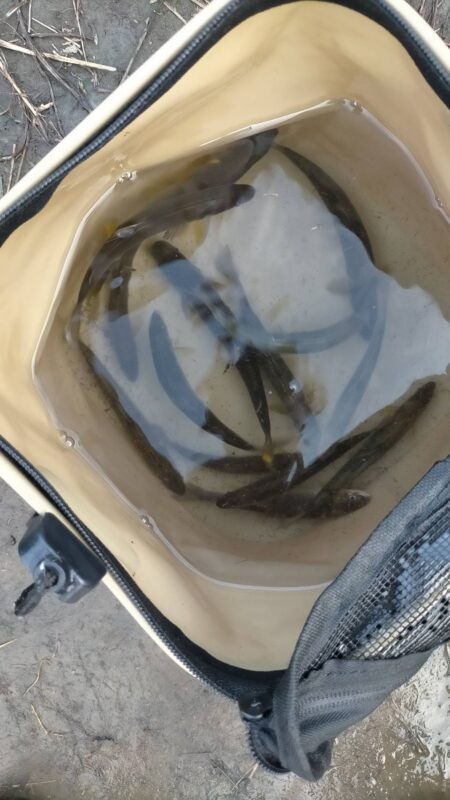 石田川でアユイングからの友釣り