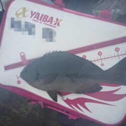 和歌山市江（吉丸渡船）でグレ釣り