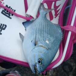 和歌山市江(吉丸渡船)でグレ釣り