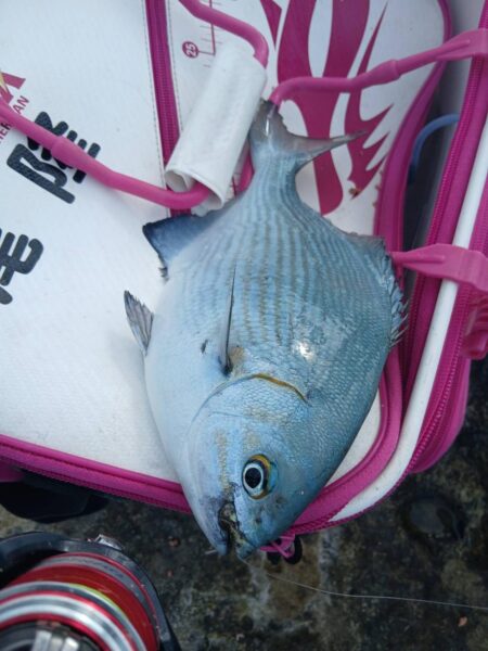 和歌山市江（吉丸渡船）でグレ釣り
