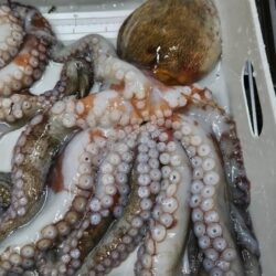 まだまだこれから！激渋でも潮が動けば連発します。