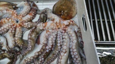 まだまだこれから！激渋でも潮が動けば連発します。