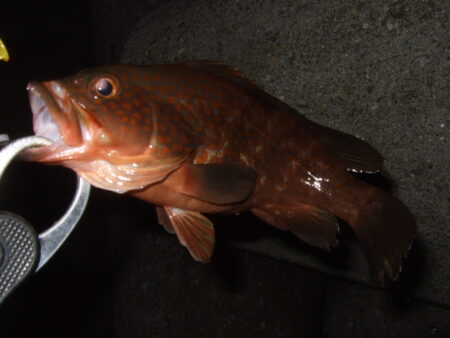 もう居らんかな
