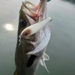 チヌ探し