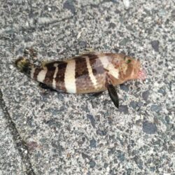 久しぶりの好釣果
