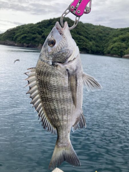 紀州釣り