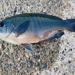 紀州釣り