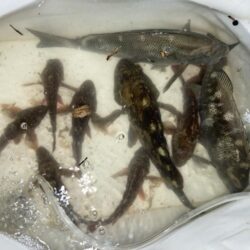 夏の夜釣り