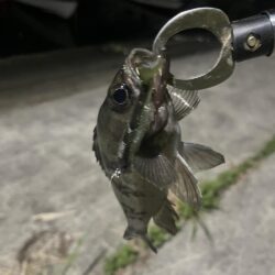 大分川　釣行