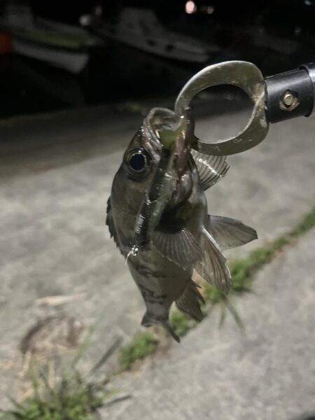 大分川　釣行