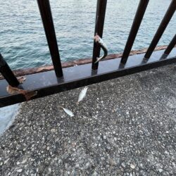 雨が降る前に