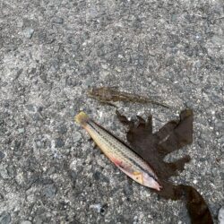 雨のあいまにサビキ