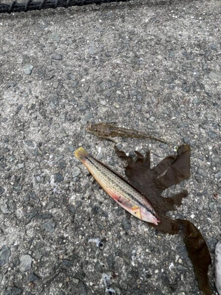 雨のあいまにサビキ