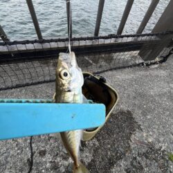 サビキ渋め