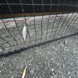 アジ渋い　イワシ発生中