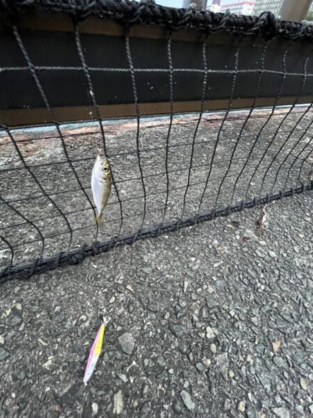 アジ渋い　イワシ発生中