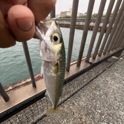 アジ少なめイワシ多め