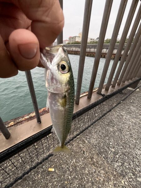 アジ少なめイワシ多め