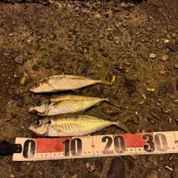 ショアジギングで思わぬ魚と遭遇