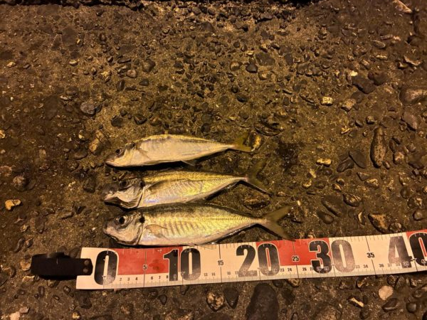 ショアジギングで思わぬ魚と遭遇