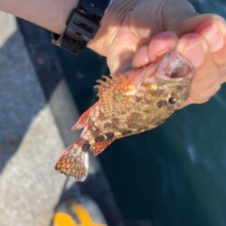 夏の海になってきたなー
