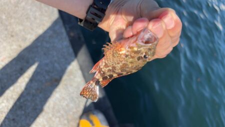 夏の海になってきたなー
