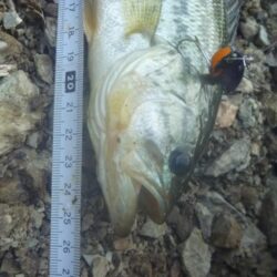 7月8日　一庫ダム釣行