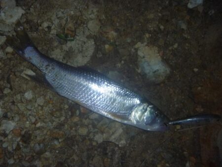 7月10日　一庫ダム釣行