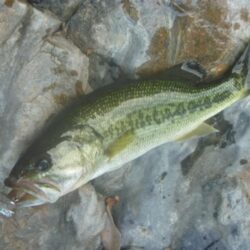 一庫ダム釣行　7月21日