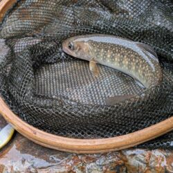 天川村で渓流釣り