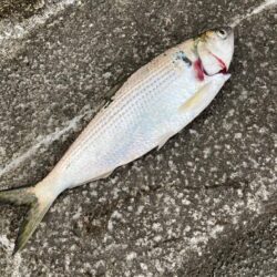 ライトカゴ釣りで