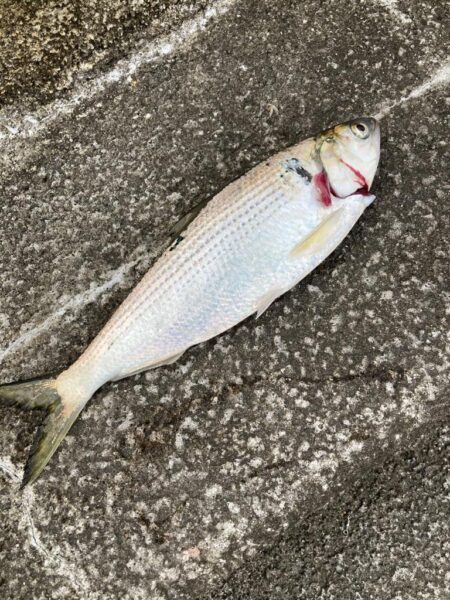 ライトカゴ釣りで