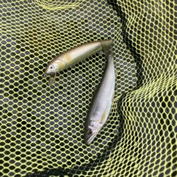 県北アユイング〜短時間釣行〜