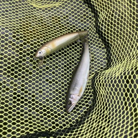 県北アユイング〜短時間釣行〜