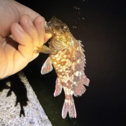 暑くて釣りに行く気がしない。の巻