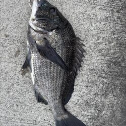 雨の中チヌ釣れました