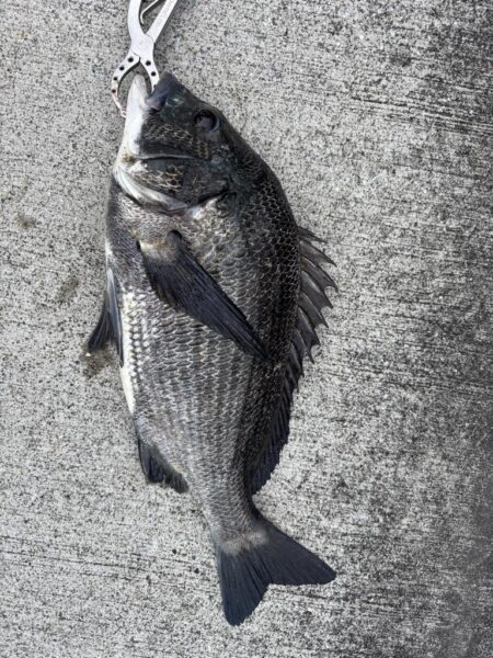 雨の中チヌ釣れました
