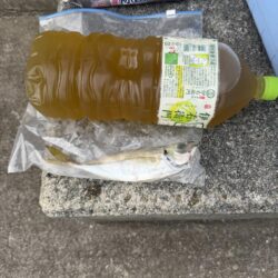 毒針