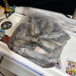 丹後沖イカメタル
