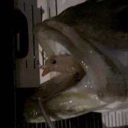 きたぜ！ランカーシーバス！