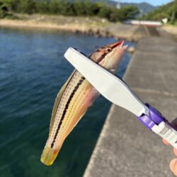 福井キス釣査