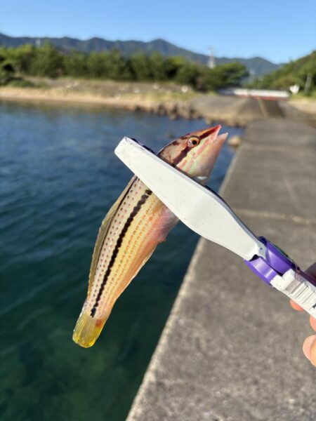 福井キス釣査