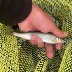県北アユイング短時間釣行(2)